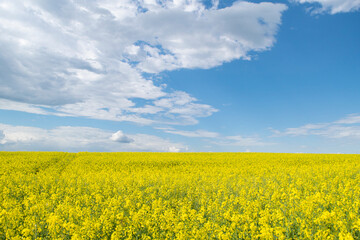 Summer landscape. Rapeseed field. Yellow flowers