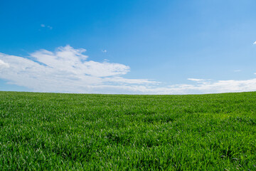 Fototapeta premium Summer landscape. Green field and sky
