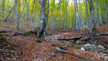 Fototapeta premium Wooden bridge in the autumn forest