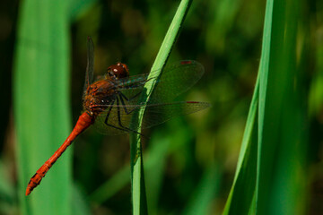 A beautiful red dragonfly is resting on a reed leaf