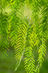 green fern leaves background