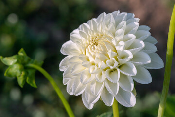 White pompon dahlia (Dahlia).