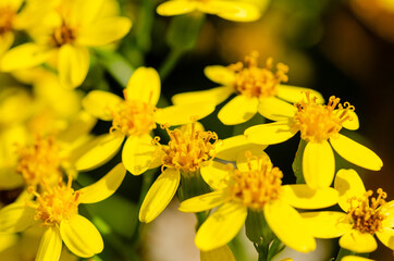 Obraz premium close up yellow daffodils in spring