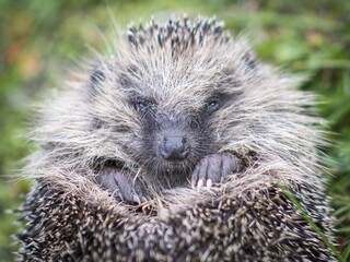 hedgehog on the ground © Zbigniew