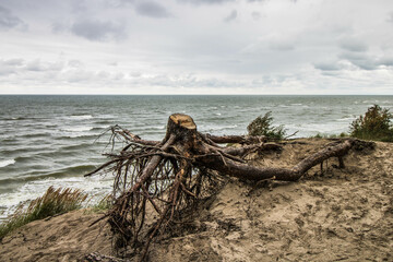 Fototapeta na wymiar driftwood on beach