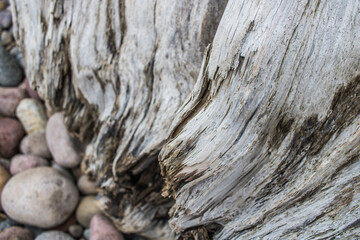 bark texture