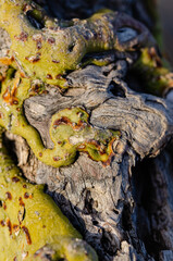 bark texture of a tree
