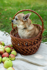 A small dog sits in a wicker basket on a picnic in nature. Favorite pet. Vertical.