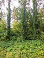 Obraz premium Thickets of leaves of wild grapes in a pine forest in summer