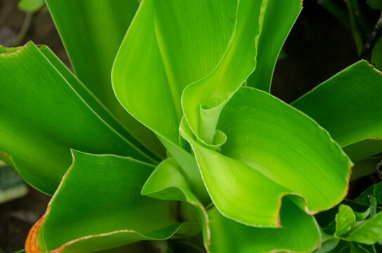 Beautiful green callisia fragrance plant.