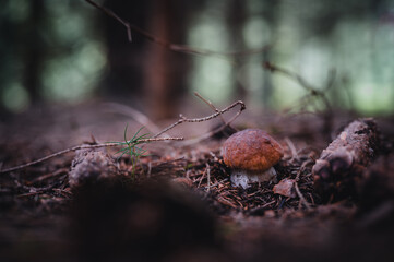 Boletus mushroom growing up in a forest. Little mushroom in dark forest.