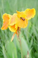 Yellow and orange Canna Lily with carpenter bee in the garden.