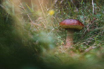 Boletus mushroom growing up in a forest. Sunbeam in mushroom.