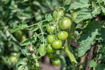 Close up of unripe green tomatoes (solanum lycopersicum) growing on a vine