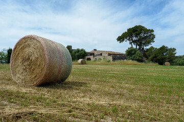 Stacks of straw - bales of hay, rolled into stacks left after harvesting of wheat ears,...