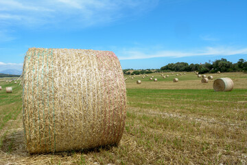 Stacks of straw - bales of hay, rolled into stacks left after harvesting of wheat ears,...