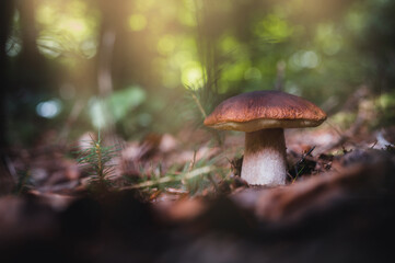 Boletus mushroom growing up in a forest. Sunbeam in mushroom.