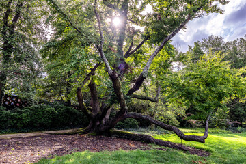 Gnarled old tree stretched out in an urban park