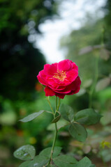 Red rose with leaves with blur background in the park.