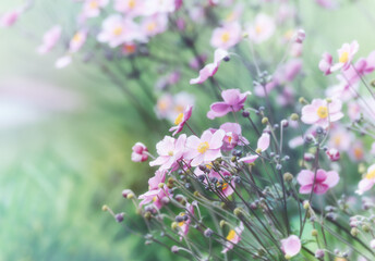 Nature background with spring flowers. Selective and soft focus.	