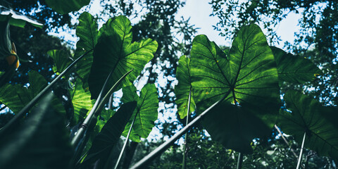 Earth Day eco concept with tropical forest background, natural forestation preservation scene with canopy tree in the wild, concept on sustainability and environmental renewable