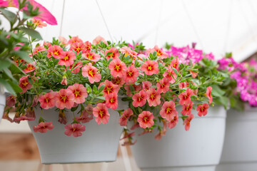 Delicate peach calibrachoa in white hanging pots. Sale of flowers. Flower pots hanging in the store