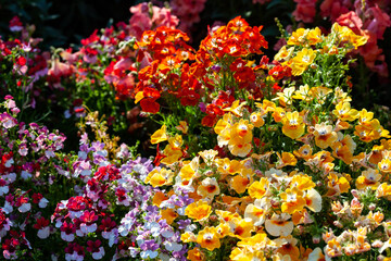 Yellow, purple, red, orange flowers illuminated by the sun on a flower bed. Bright multicolored...