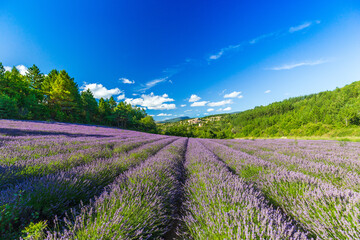 Fototapeta na wymiar Blooming lavender fields and village of Aurel in background in Vaucluse, Provence-Alpes-Cote d'Azur, France