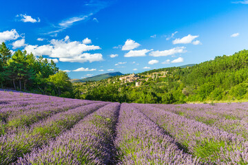 Blooming lavender fields and village of Aurel in background in Vaucluse, Provence-Alpes-Cote...