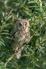 Beautiful The long-eared owls (Asio otus) on a branch (Salix alba) in the forest of Noord Brabant in the Netherlands.                                                                               