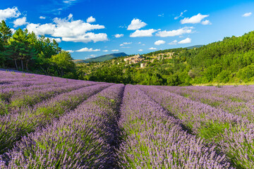 Blooming lavender fields and village of Aurel in background in Vaucluse, Provence-Alpes-Cote d'Azur, France - 451666588