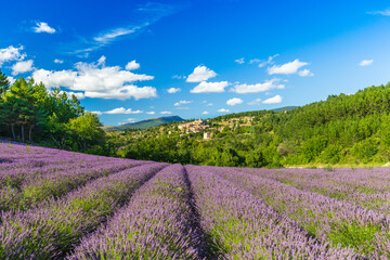 Blooming lavender fields and village of Aurel in background in Vaucluse, Provence-Alpes-Cote d'Azur, France - 451666598