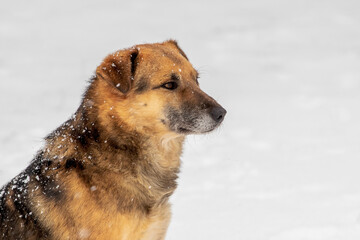 Large watch dog with a close look in the winter covered with snow, portrait of a dog