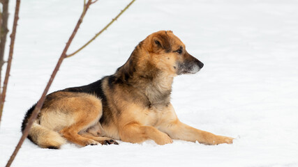 A large brown dog lies in the snow in winter