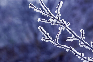 Frost covered tree branch in winter on a dark background