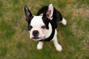 Fototapeta premium Boston Terrier puppy on grass outside, wearing a black harness, looking up.