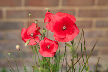 Poppies growing in front of a red brick wall