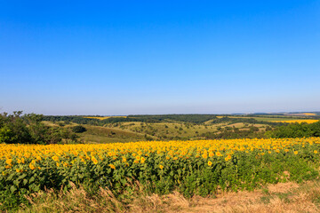 Summer landscape with sunflower fields, hills and blue sky