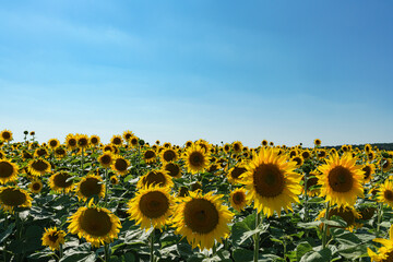 Feld mit Sonnenblumen