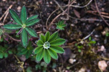 water drop on the leaf