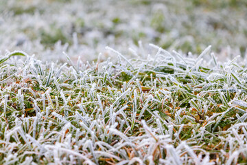 Frost-covered thick green grass, autumn and winter background