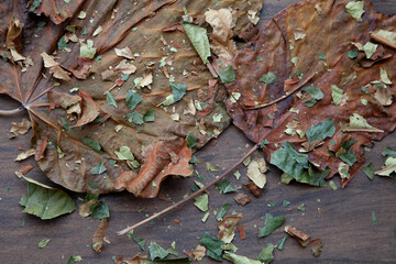 Colorful dry autumn leaves on top of wooden floor. Neutral colors brown, green, orange.