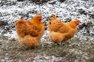 Two brown chickens walk in the garden on the snow-covered grass