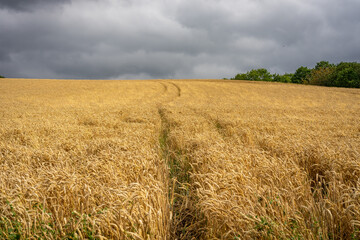 wheat field in the summer