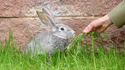 Children's hands hold and feed a gray rabbit with grass on a green lawn. Long-eared hare. Pet.