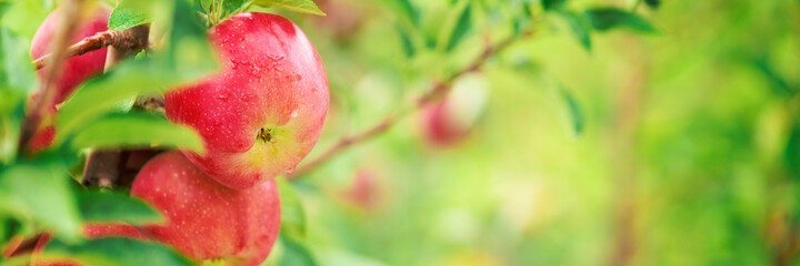 Obraz na płótnie Canvas Apple tree with red apples