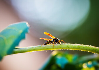 A Yellow Jacket wasp walks up and down a sunflower stalk in an August evening light.