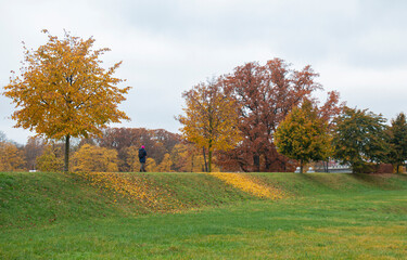 walking promenade with trees covered with yellow leaves.Autumn landscape. woman walking in the park