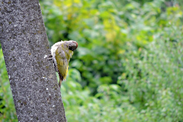 The juvenile European green woodpecker sitting on a concrete pylon and preening its ruffled...