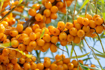 Branch of ripe sea buckthorn (Hippophae ) berries in the garden. The shrub is also known as sandthorn, sallowthorn, or seaberry.